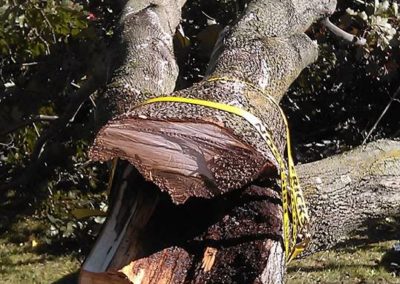 Nos réalisations d'abattage d'arbres en Montérégie