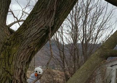 Nos réalisations d'abattage d'arbres en Montérégie