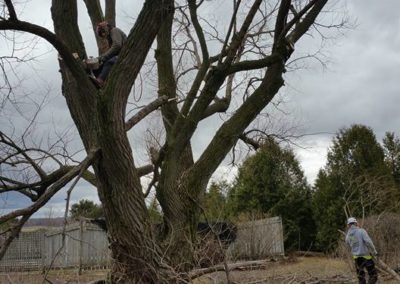 Nos réalisations d'abattage d'arbres en Montérégie