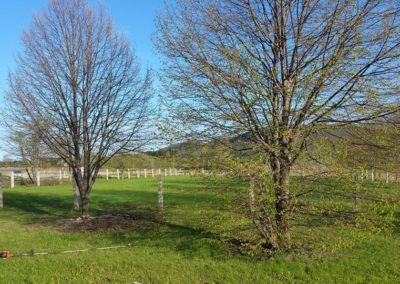 Nos réalisations d'élagage en Montérégie